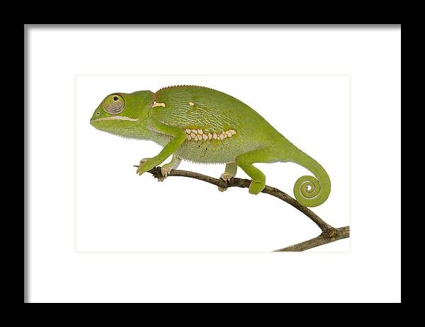 496738 Framed Print featuring the photograph Flap-necked Chameleon Gorongosa #1 by Piotr Naskrecki