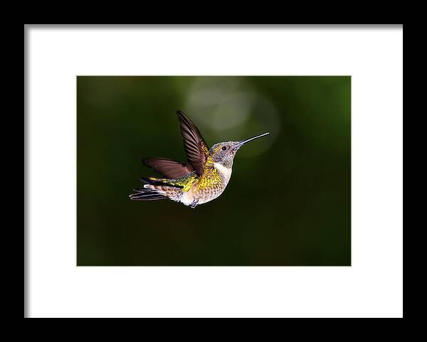 Dodsworth Framed Print featuring the photograph Flight of a Hummingbird #1 by Bill Dodsworth