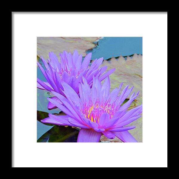 Summer Framed Print featuring the photograph Flowers! #1 by Nick S