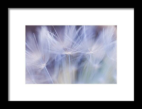 Dandelion Framed Print featuring the photograph Fluffy #2 by Alexander Fedin