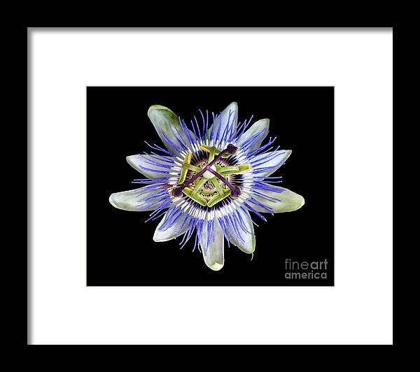 Passion Flower Framed Print featuring the photograph Fly's Passion by Jennie Breeze