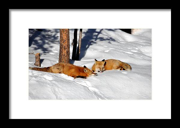 Red Fox Framed Print featuring the photograph Foxy Couple 2 #1 by Matt Swinden