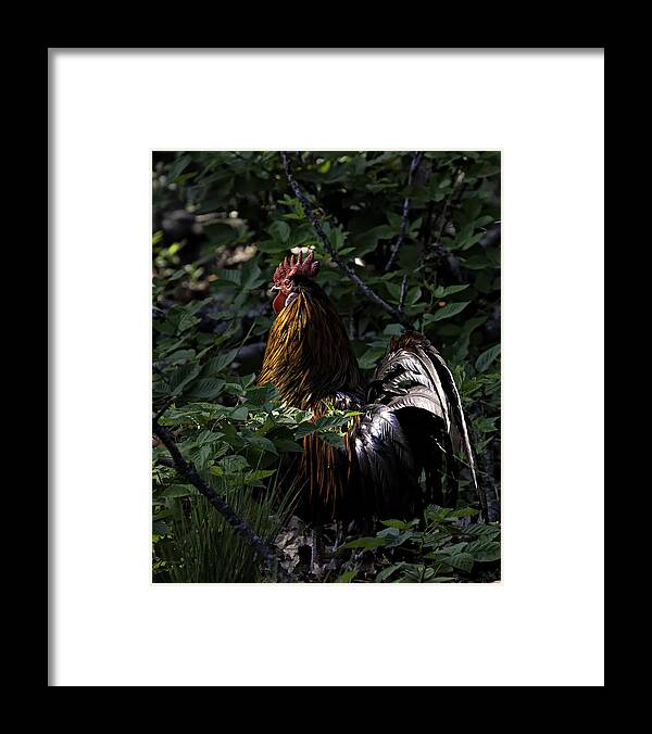 Rooster Framed Print featuring the photograph Free Range Rooster at Sunrise by Michael Dougherty