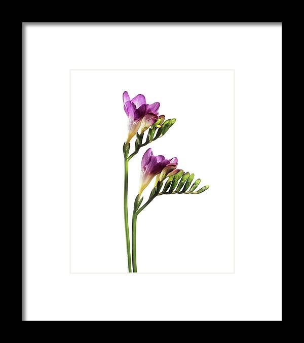Freesia Sp. Framed Print featuring the photograph Freesia (freesia Sp.) #1 by Derek Lomas / Science Photo Library