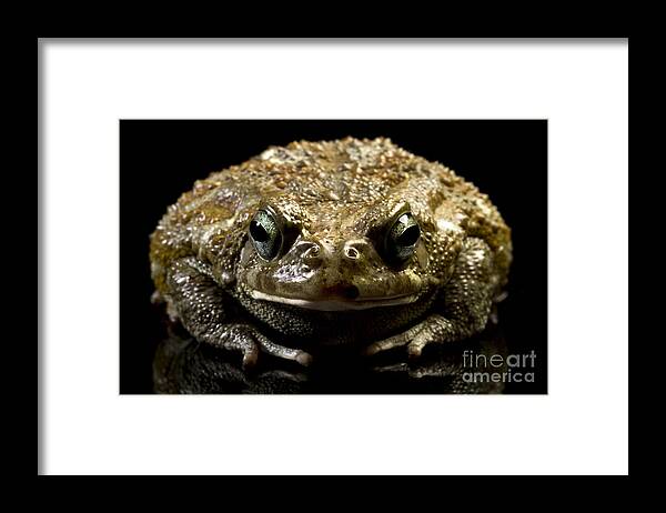 Frog Framed Print featuring the photograph Frog #1 by Gunnar Orn Arnason