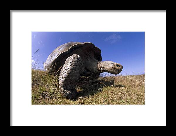 Feb0514 Framed Print featuring the photograph Galapagos Giant Tortoise On Alcedo #1 by Tui De Roy
