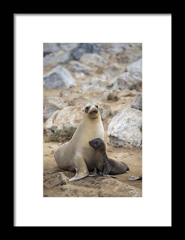 Tui De Roy Framed Print featuring the photograph Galapagos Sea Lion And Pup Champion by Tui De Roy