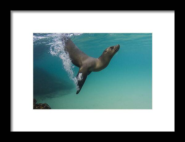 Pete Oxford Framed Print featuring the photograph Galapagos Sea Lion Swimming Ecuador by Pete Oxford