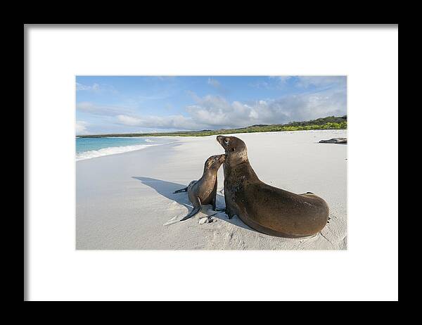 534092 Framed Print featuring the photograph Galapagos Sealions On Beach Galapagos #1 by Tui De Roy