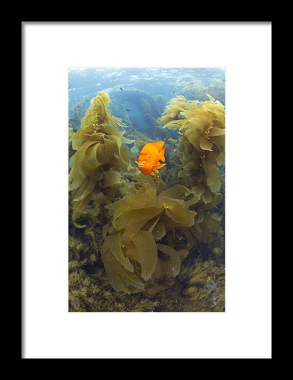 531466 Framed Print featuring the photograph Garibaldi In Giant Kelp Forest Catalina #1 by Richard Herrmann