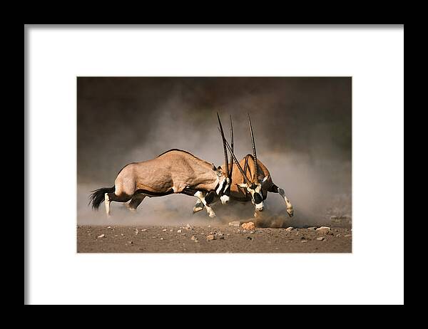 Gemsbok Framed Print featuring the photograph Gemsbok fight by Johan Swanepoel