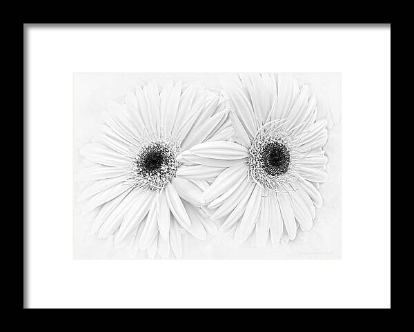 Daisy Framed Print featuring the photograph Gerber Daisies in Black and White #1 by Jennie Marie Schell