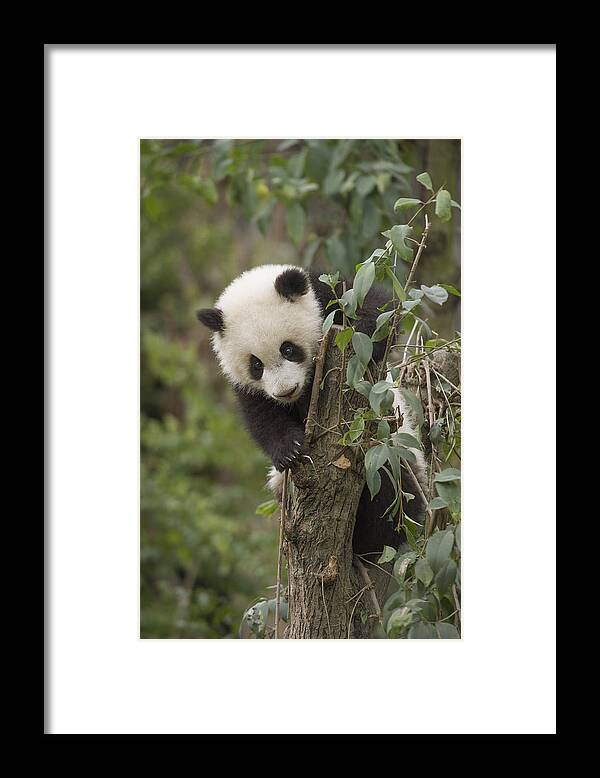 Katherine Feng Framed Print featuring the photograph Giant Panda Cub Chengdu Sichuan China by Katherine Feng