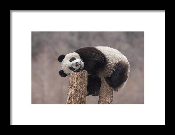 Katherine Feng Framed Print featuring the photograph Giant Panda Cub Wolong National Nature by Katherine Feng