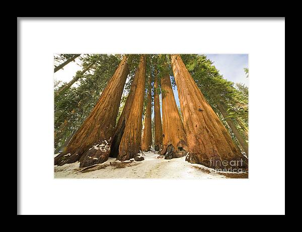 00431218 Framed Print featuring the photograph Giant Sequoias After First Snow by Yva Momatiuk John Eastcott