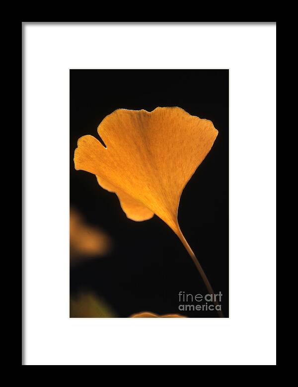 Erik Framed Print featuring the photograph Ginkgo Leaf in Fall #1 by Erik Falkensteen