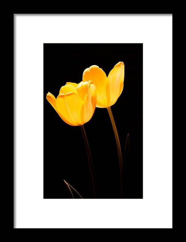 Blossom Framed Print featuring the photograph Glowing Tulips II #1 by Ed Gleichman