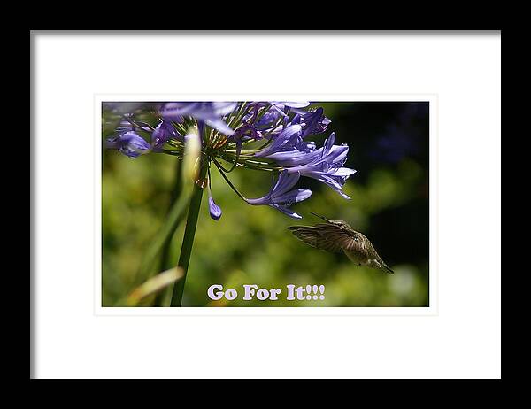 Hummingbird Framed Print featuring the photograph Go For It #1 by David Armentrout