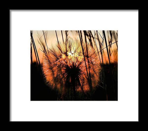 Nature Framed Print featuring the photograph Going to Seed #1 by Steven Reed