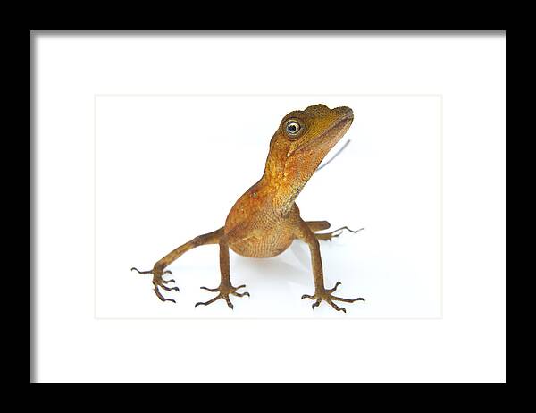 Feb0514 Framed Print featuring the photograph Goldenscale Anole Suriname #1 by Piotr Naskrecki