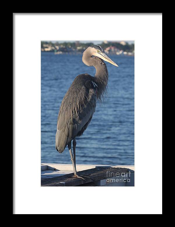 Heron Framed Print featuring the photograph Great Blue Heron by Christiane Schulze Art And Photography