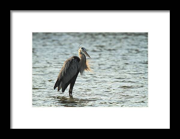 Great Blue Heron Framed Print featuring the photograph Great Blue Heron #1 by Doug McPherson