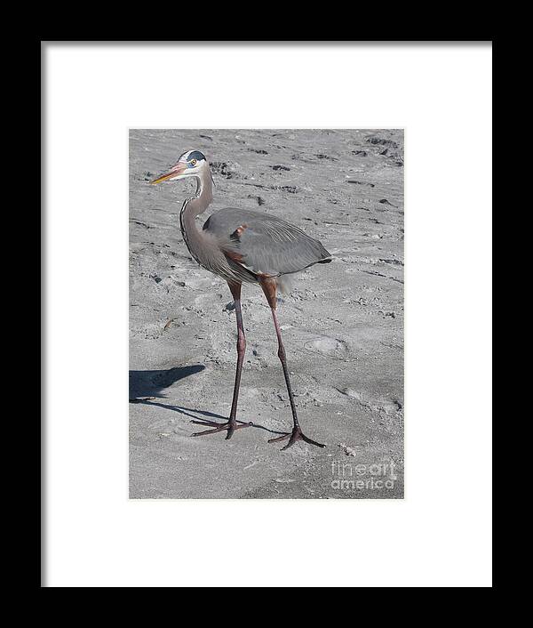 Heron Framed Print featuring the photograph Great Blue Heron On The Beach by Christiane Schulze Art And Photography