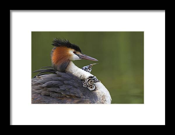 Flpa Framed Print featuring the photograph Great Crested Grebes Feeding Chick #1 by Dickie Duckett