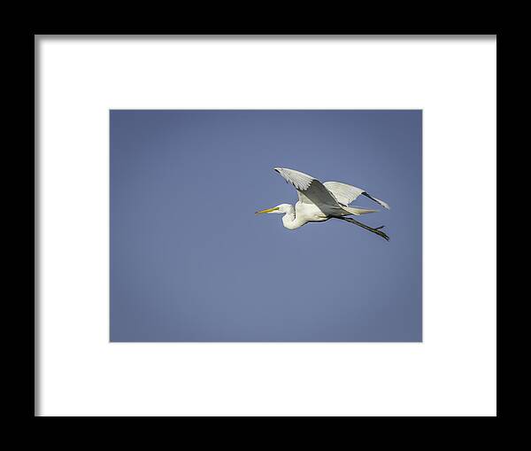  Framed Print featuring the photograph Great Egret In Flight #1 by Thomas Young