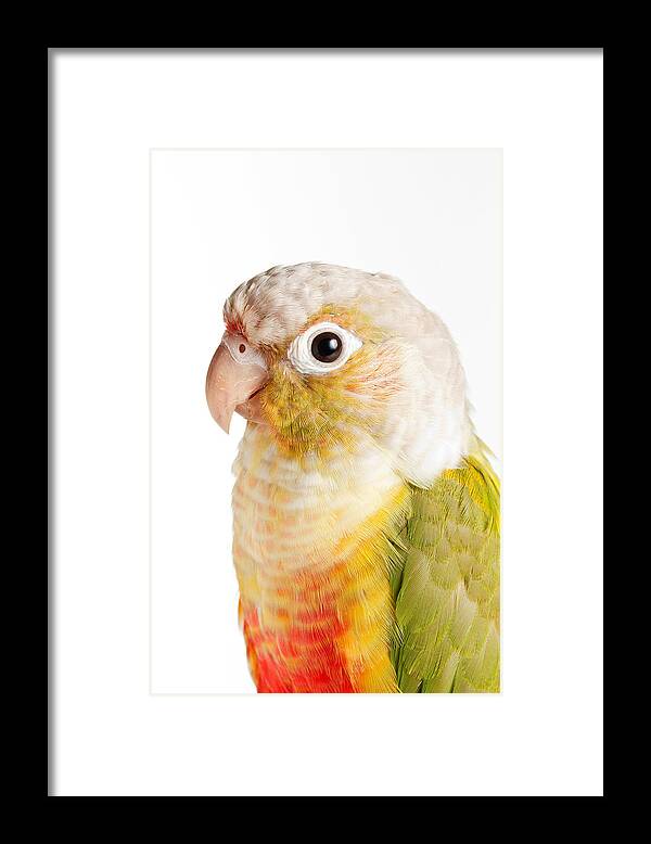 Green-cheeked Conure Framed Print featuring the photograph Green-cheeked Conure Pineapple P #1 by David Kenny