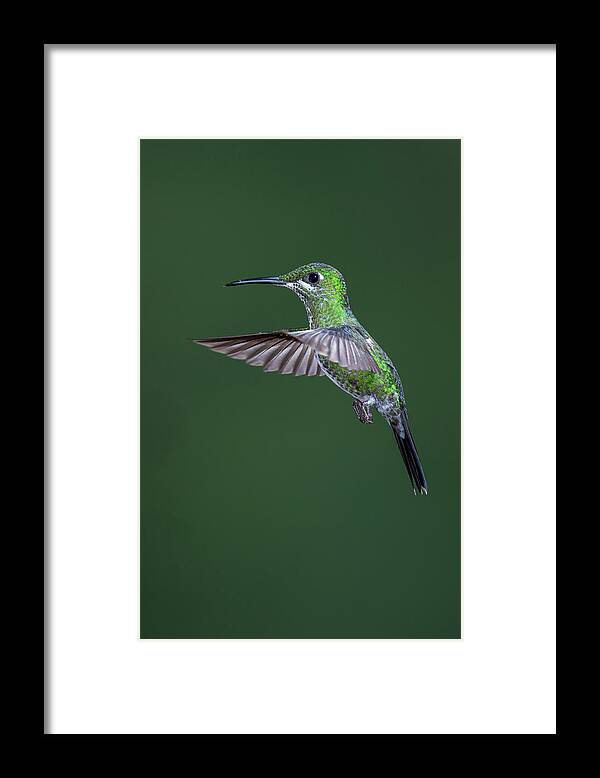Animal Themes Framed Print featuring the photograph Green-crowned Brilliant Hummingbird #1 by Michael Mike L. Baird Flickr.bairdphotos.com