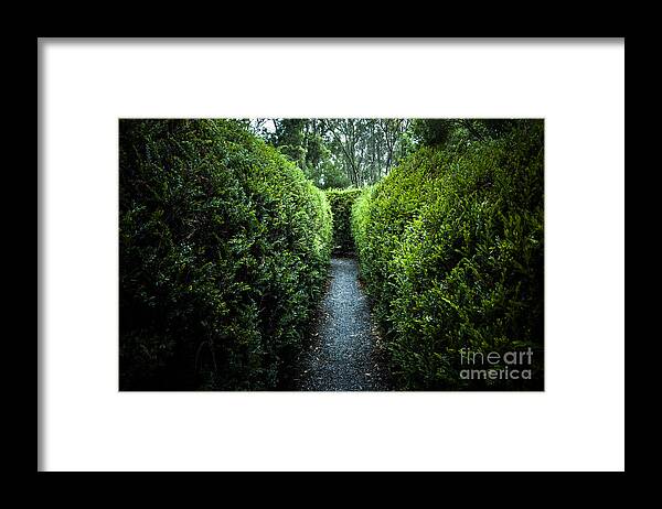 Green Framed Print featuring the photograph Green nature photo inside hedge maze #1 by Jorgo Photography