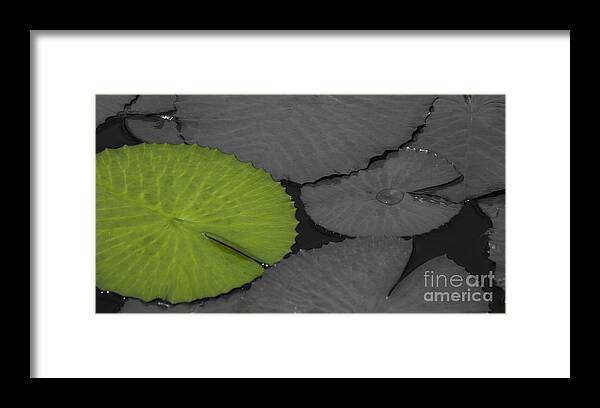 Water_lily Framed Print featuring the photograph Green Water Lily Leaf Splash Color by Heiko Koehrer-Wagner