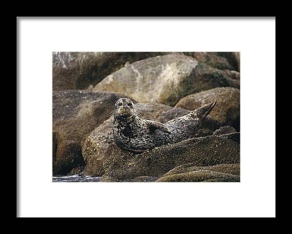 Feb0514 Framed Print featuring the photograph Harbor Seal Pacific Coast North America #1 by Gerry Ellis