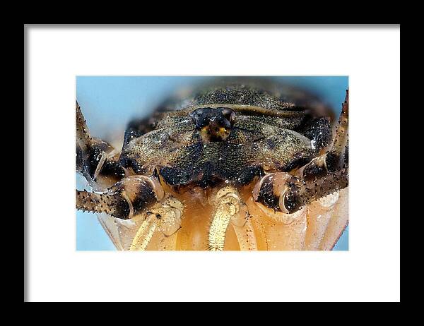 Animal Framed Print featuring the photograph Harvestman #1 by Nicolas Reusens