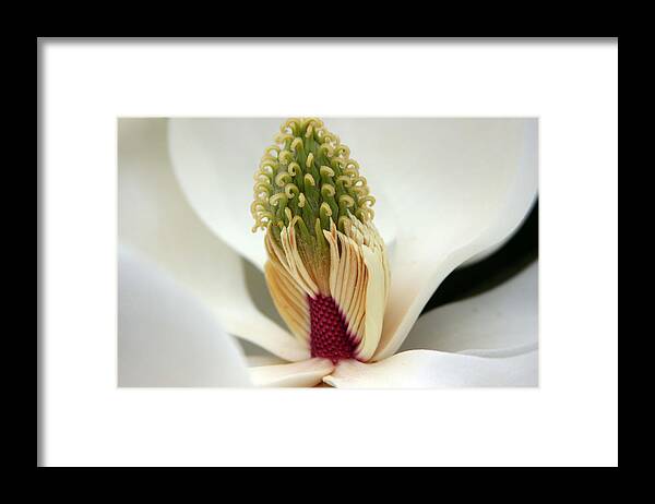 Magnolia Framed Print featuring the photograph Heart of the magnolia #2 by Andy Lawless