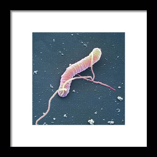 Helicobacter Pylori Framed Print featuring the photograph Helicobacter Pylori Bacterium #1 by Juergen Berger/science Photo Library