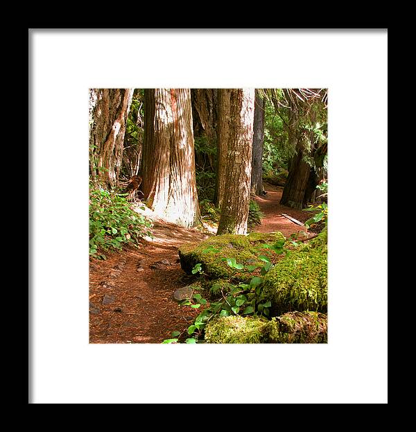Hiking Framed Print featuring the photograph Hiking Trail by KATIE Vigil