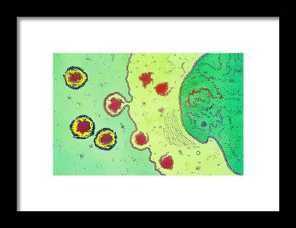 Aids Framed Print featuring the photograph Hiv Budding From T-cell Cytoplasm #1 by Chris Bjornberg
