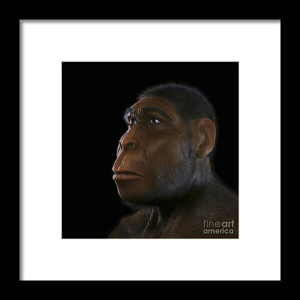 Extinction Framed Print featuring the photograph Homo Erectus #1 by Science Picture Co