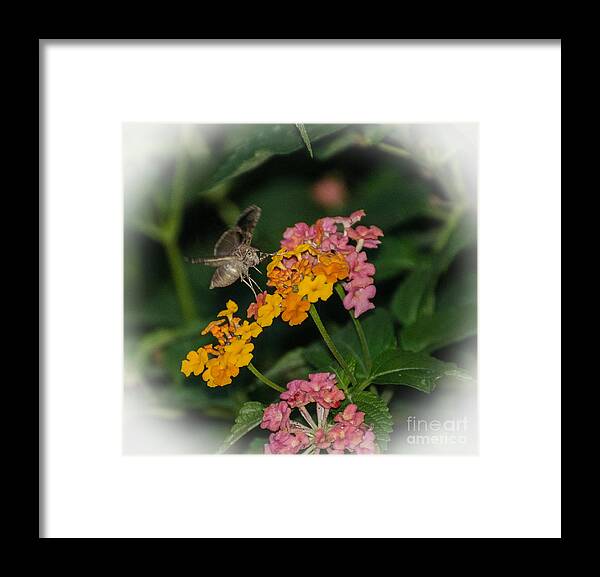 Insect Framed Print featuring the photograph Honey Is Sweeter At Night by Donna Brown