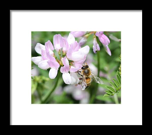 Honeybee Framed Print featuring the photograph Honeybee on Crown Vetch #3 by Lucinda VanVleck