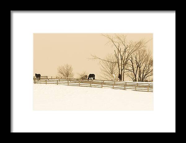 Winter Wonderland Framed Print featuring the photograph Horse Farm #1 by Nick Mares