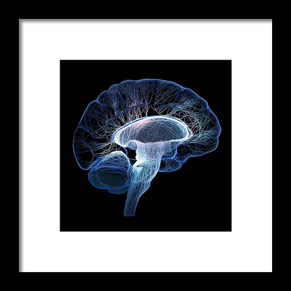 Brain Framed Print featuring the photograph Human brain complexity by Johan Swanepoel