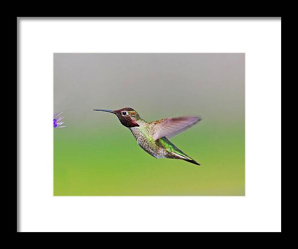 Hummingbird Feeding - Marcus Armani Framed Print featuring the photograph Hummingbird Feeding #1 by Marcus Armani