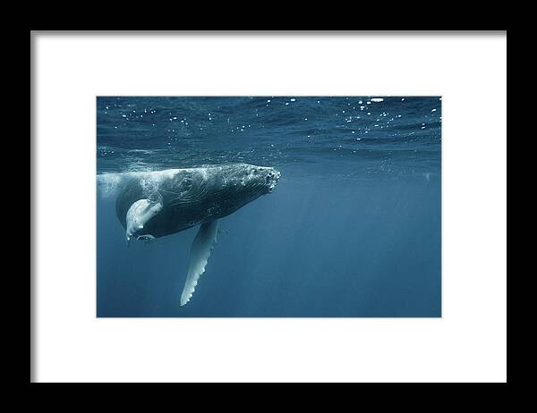 Underwater Framed Print featuring the photograph Humpback Calf #1 by Kerstin Meyer