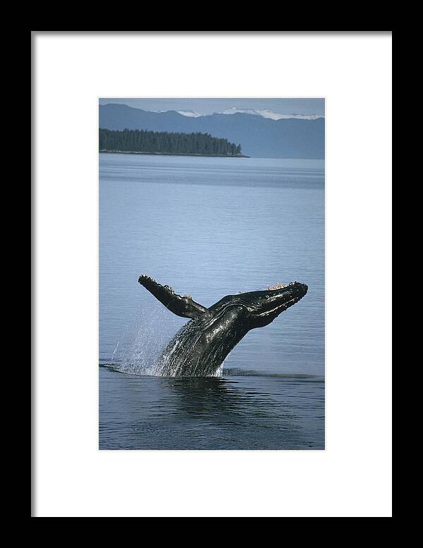 Feb0514 Framed Print featuring the photograph Humpback Whale Breaching Southeast #1 by Tui De Roy