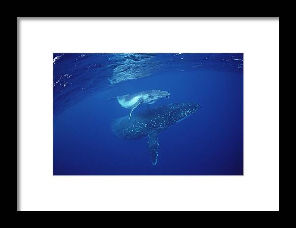 Feb0514 Framed Print featuring the photograph Humpback Whale Mother And Calf Tonga by Flip Nicklin