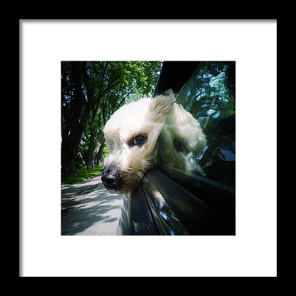 Petstagram Framed Print featuring the photograph I See You #1 by Natasha Marco