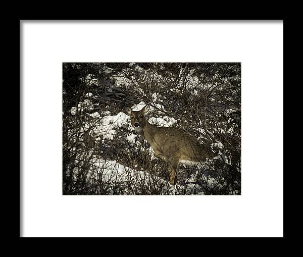 Whitetail Deer Framed Print featuring the photograph I See You by Thomas Young